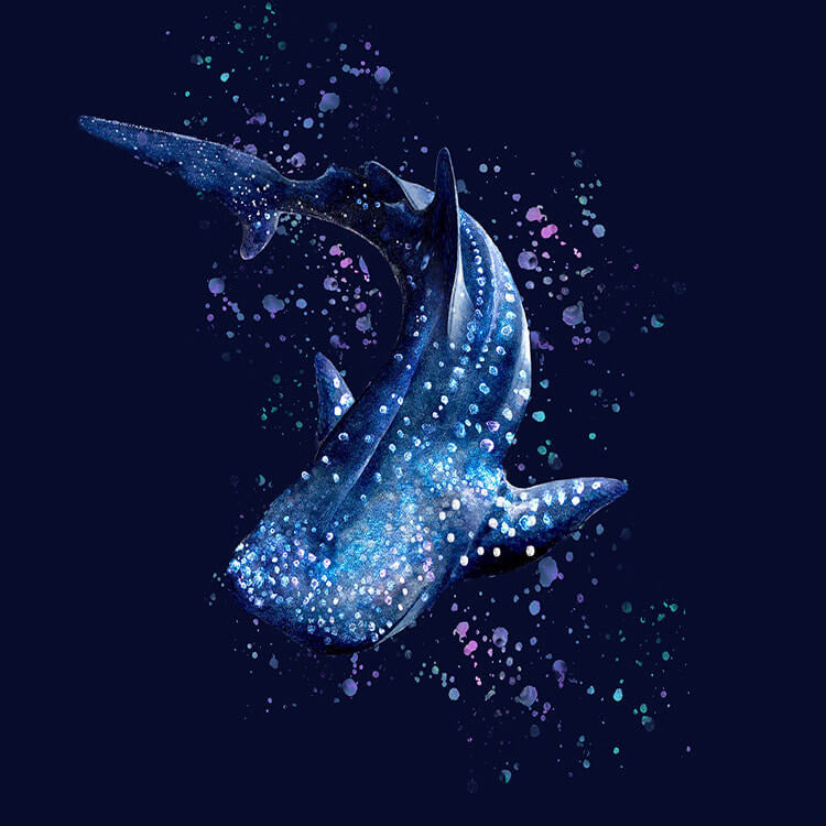 Plus Size Whale Shark Wonderland Rash Guard